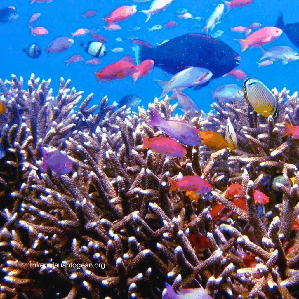 Belajar Menjaga Irama Laut Togean​