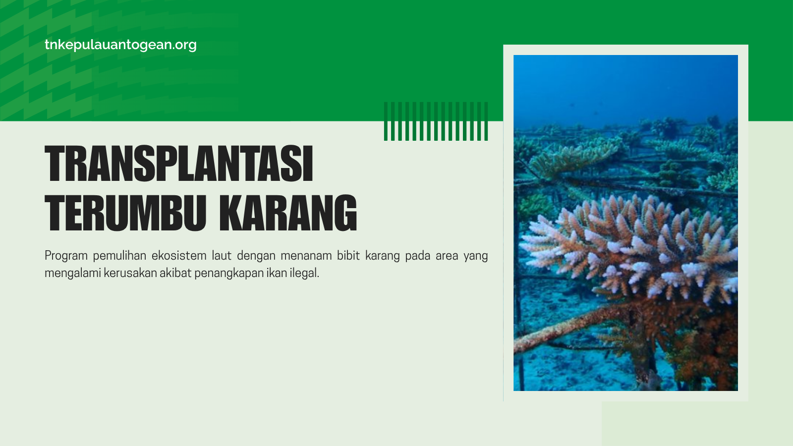 Transplantasi Terumbu Karang