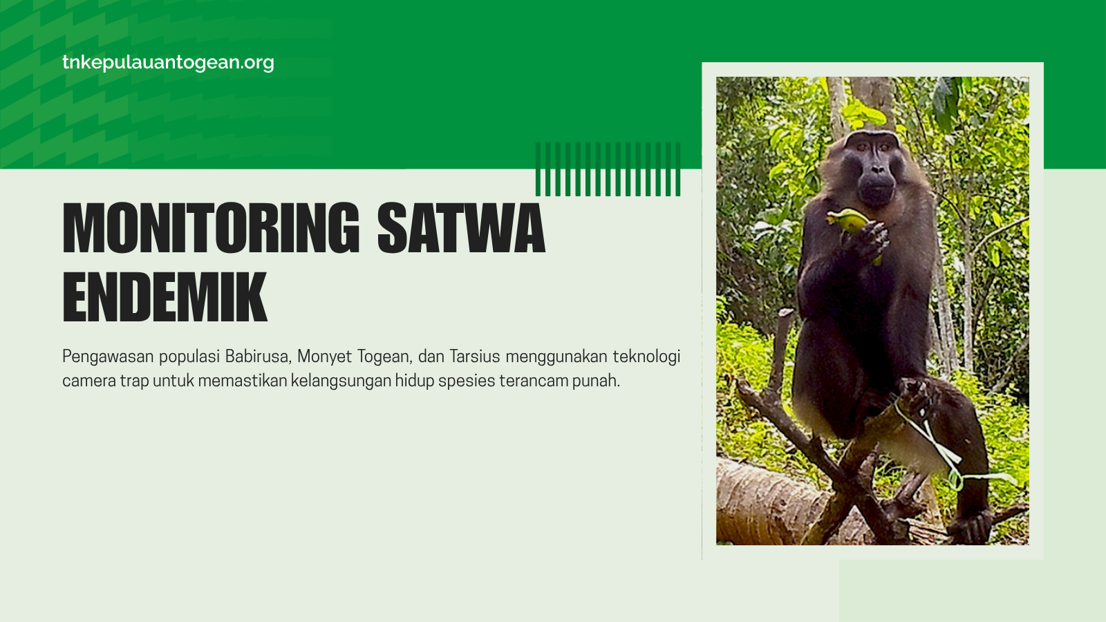 Monitoring Satwa Endemik