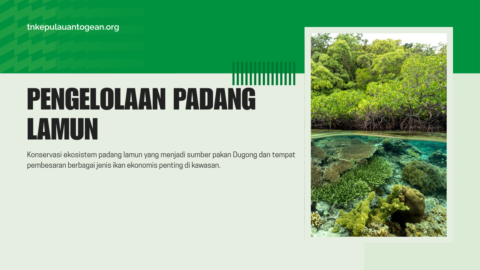 Pengelolaan Padang Lamun