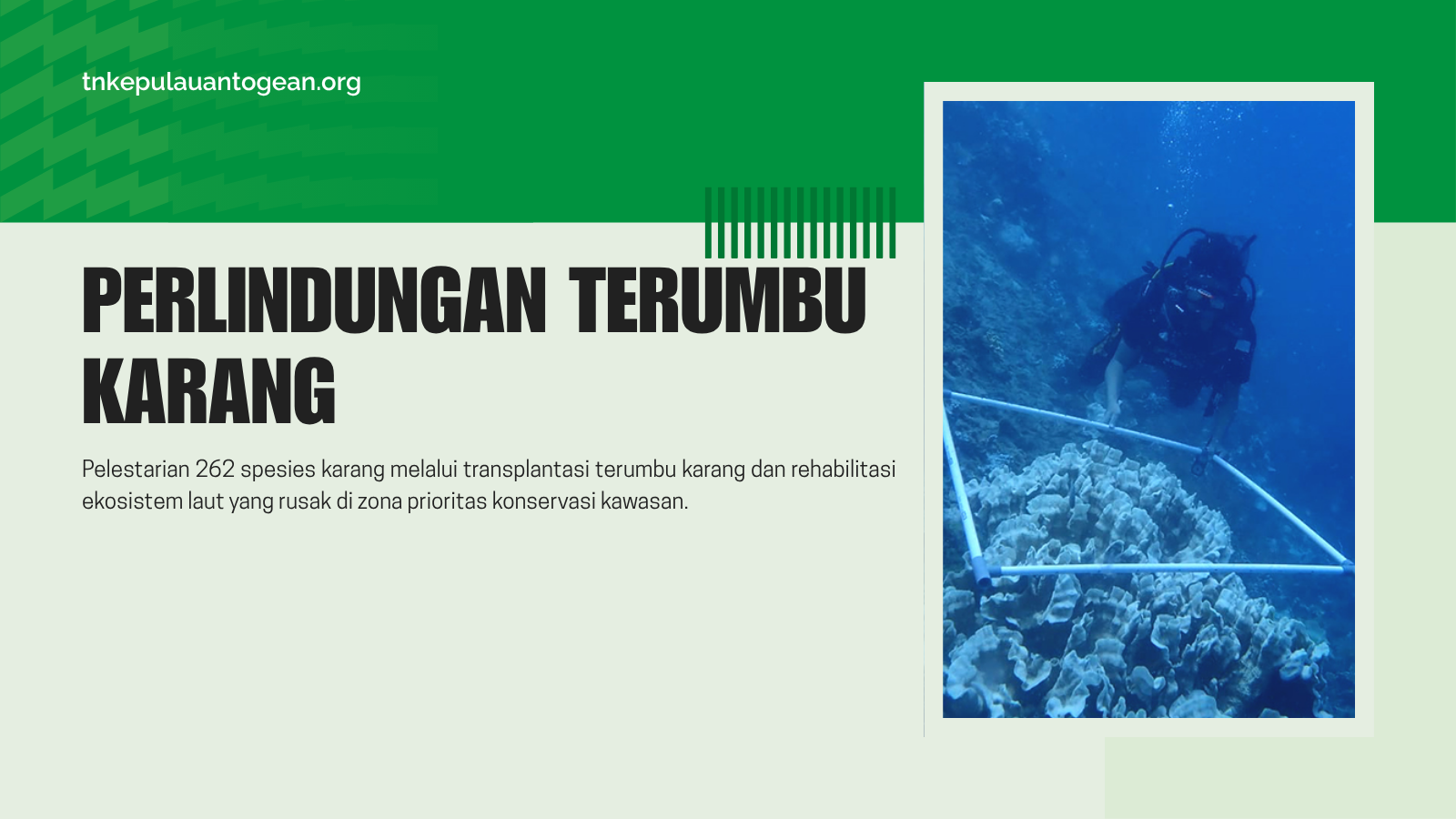Perlindungan Terumbu Karang