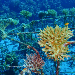 Program Restorasi Terumbu Karang