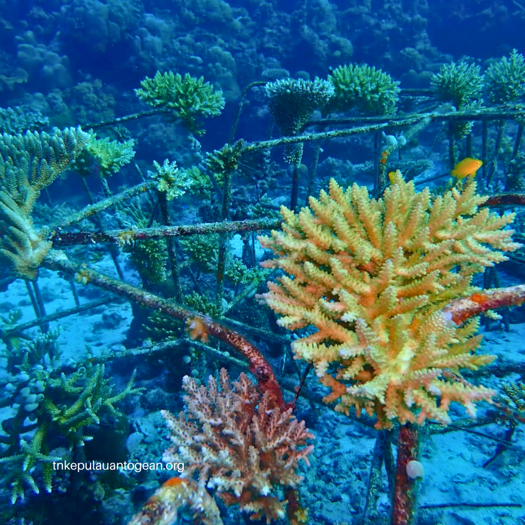 Program Restorasi Terumbu Karang di Perairan Batudaka