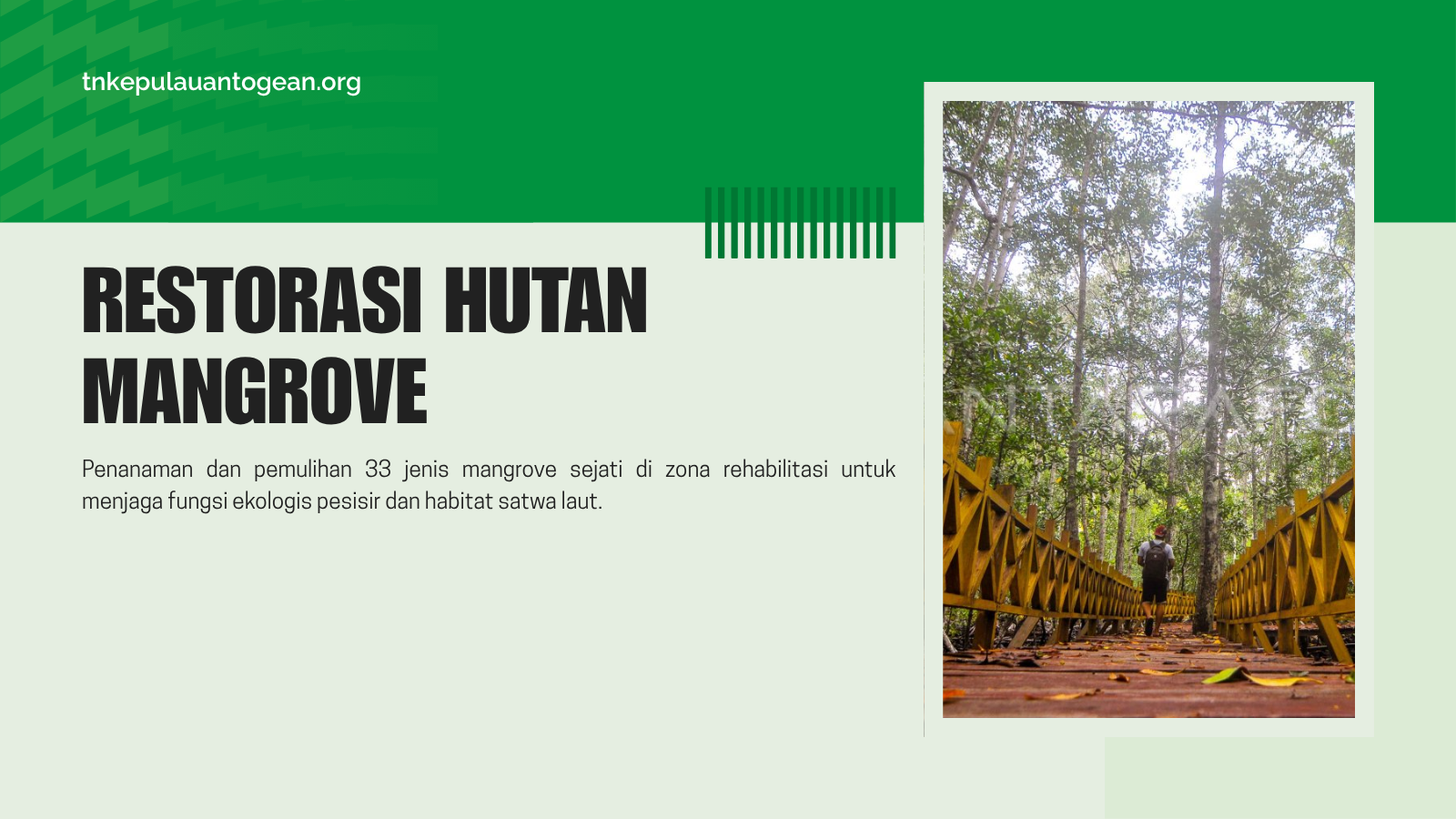 Restorasi Hutan Mangrove