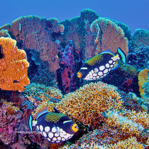 Bersama Pokmaswas Mengawal Kelestarian