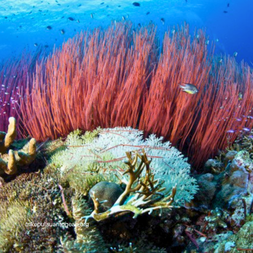 Makna Konservasi dalam Konteks Kepulauan Togean