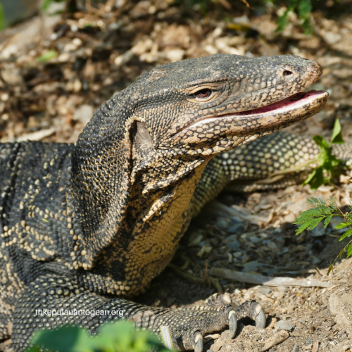 Populasi Fauna Endemik dan Langka