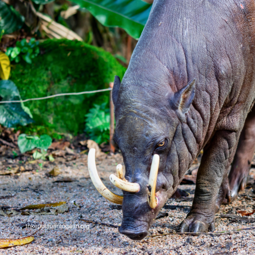 Rumah Spesies Endemik Togean